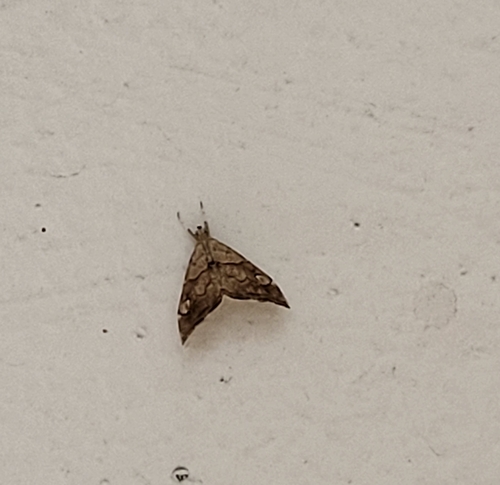 Crescent-spotted Scybalistodes