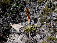 Aciphylla hectori