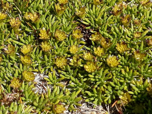 Abrotanella inconspicua (Abrotanella inconspicua)