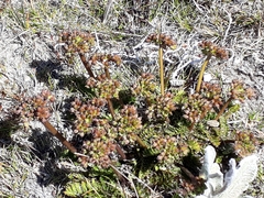 Anisotome flexuosa