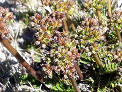Anisotome flexuosa