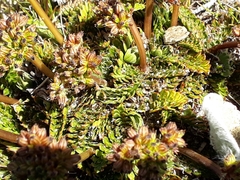 Anisotome flexuosa
