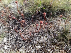 Acaena saccaticupula