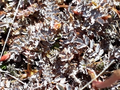 Acaena saccaticupula