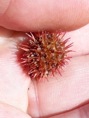 Acaena saccaticupula
