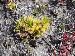 Colobanthus strictus