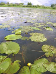 Nuphar lutea