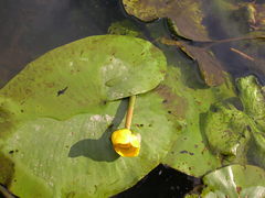 Nuphar lutea