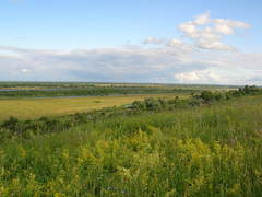 Galium × pomeranicum