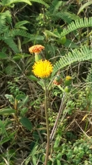 Gynura divaricata