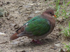 Pacific Emerald Dove photo 5