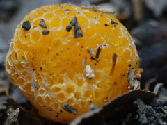 Cyttaria hariotii