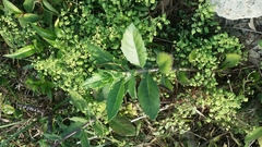 Gynura divaricata
