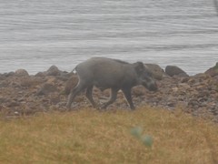 Sus scrofa moupinensis