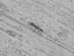 Harpegnathos venator