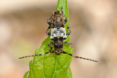 Pogonocherus hispidulus