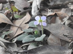 Viola diffusa