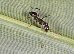 Camponotus sexguttatus