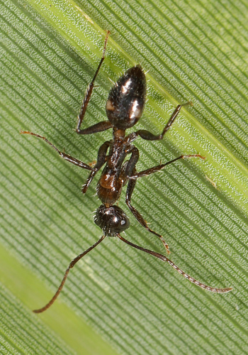 Six-spotted Carpenter Ant