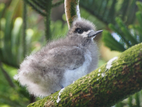 Blue-billed White-tern