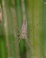 Euprosthenops bayaonianus
