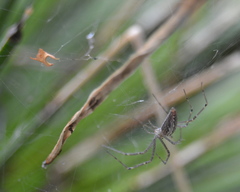 Euprosthenops bayaonianus