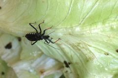 Rhynocoris erythrocnemis