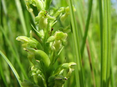 Platanthera flava herbiola