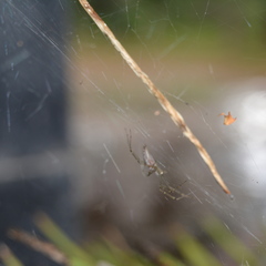 Euprosthenops bayaonianus