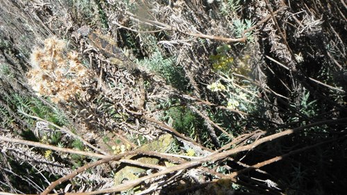 Trioceros sternfeldi