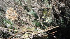 Trioceros sternfeldi