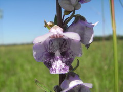 Angelonia integerrima