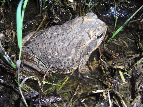 diptycha观察者antshrike69日期十月29,200912:10 am utc地方san juan