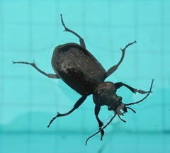 Calosoma alternans