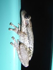 Scinax nasicus