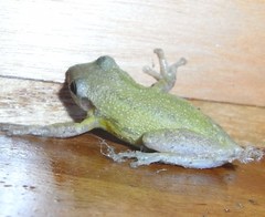 Scinax fuscomarginatus