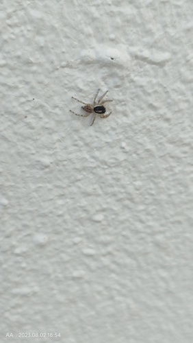 Half-edged Wall Jumping Spider, Casa branca, photo 6 of 10