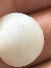 Divalinga quadrisulcata