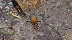 Engaeus hemicirratulus