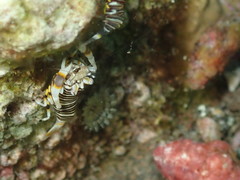 Gnathophyllum americanum