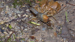 Engaeus hemicirratulus