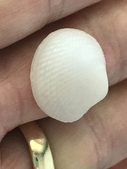 Divalinga quadrisulcata