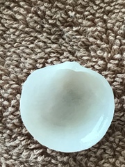 Divalinga quadrisulcata