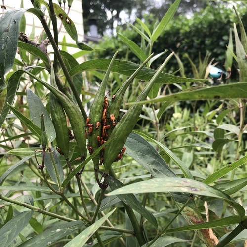 Large Milkweed Bug photographed in Connecticut