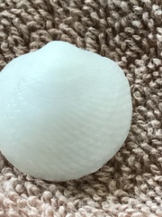 Divalinga quadrisulcata