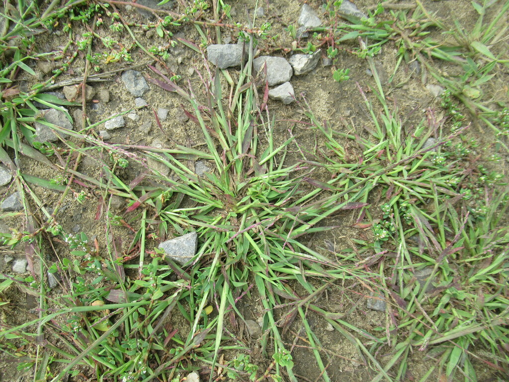 smooth crabgrass from Усольский р-н, Иркутская обл., Россия on August 4 ...