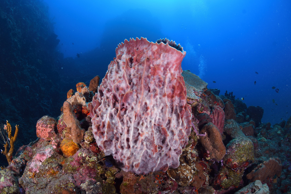 Giant Barrel Sponge from Saba, Caribbean Netherlands on January 9, 2019 ...