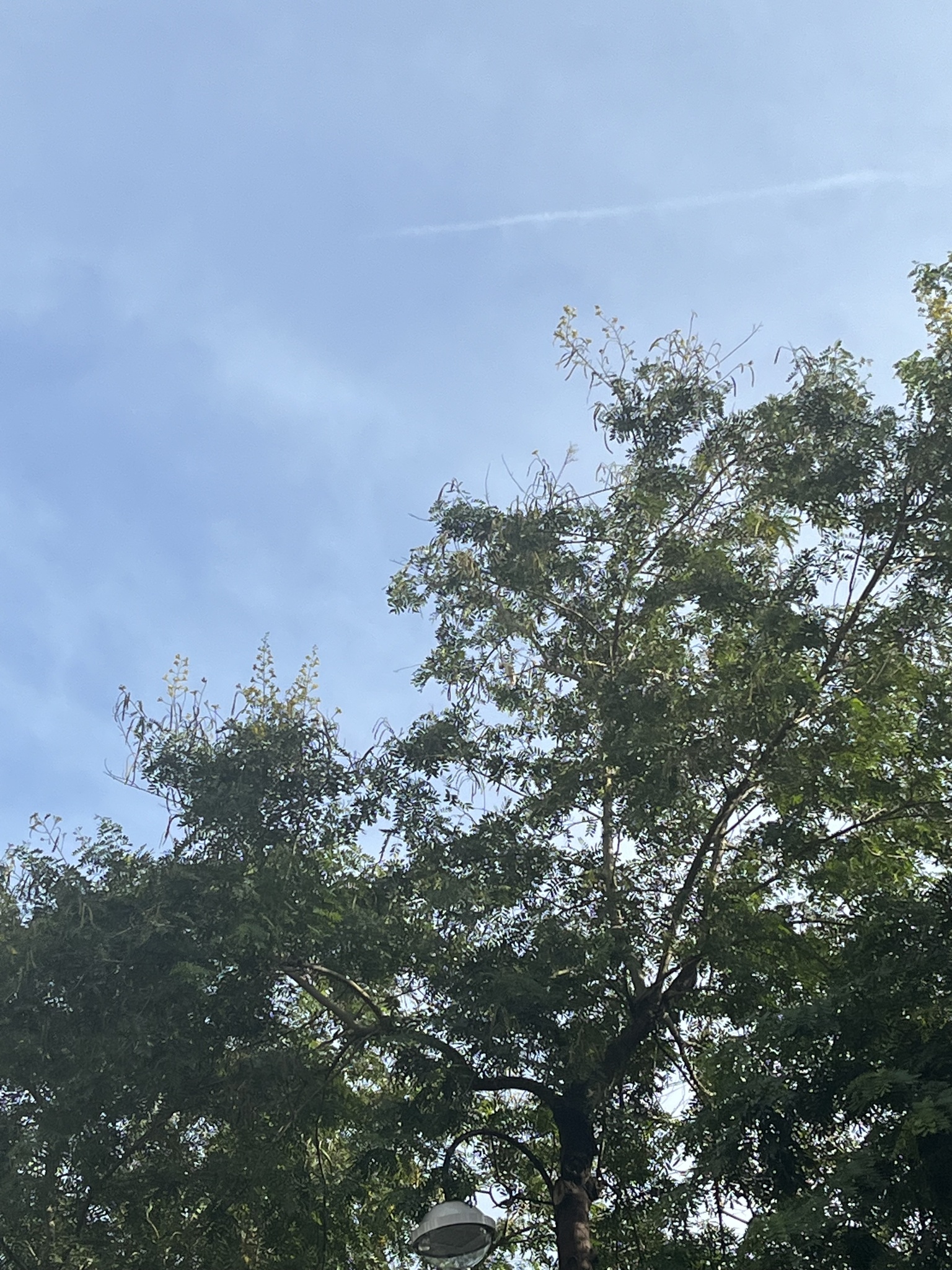 Yellow-crested Cockatoo