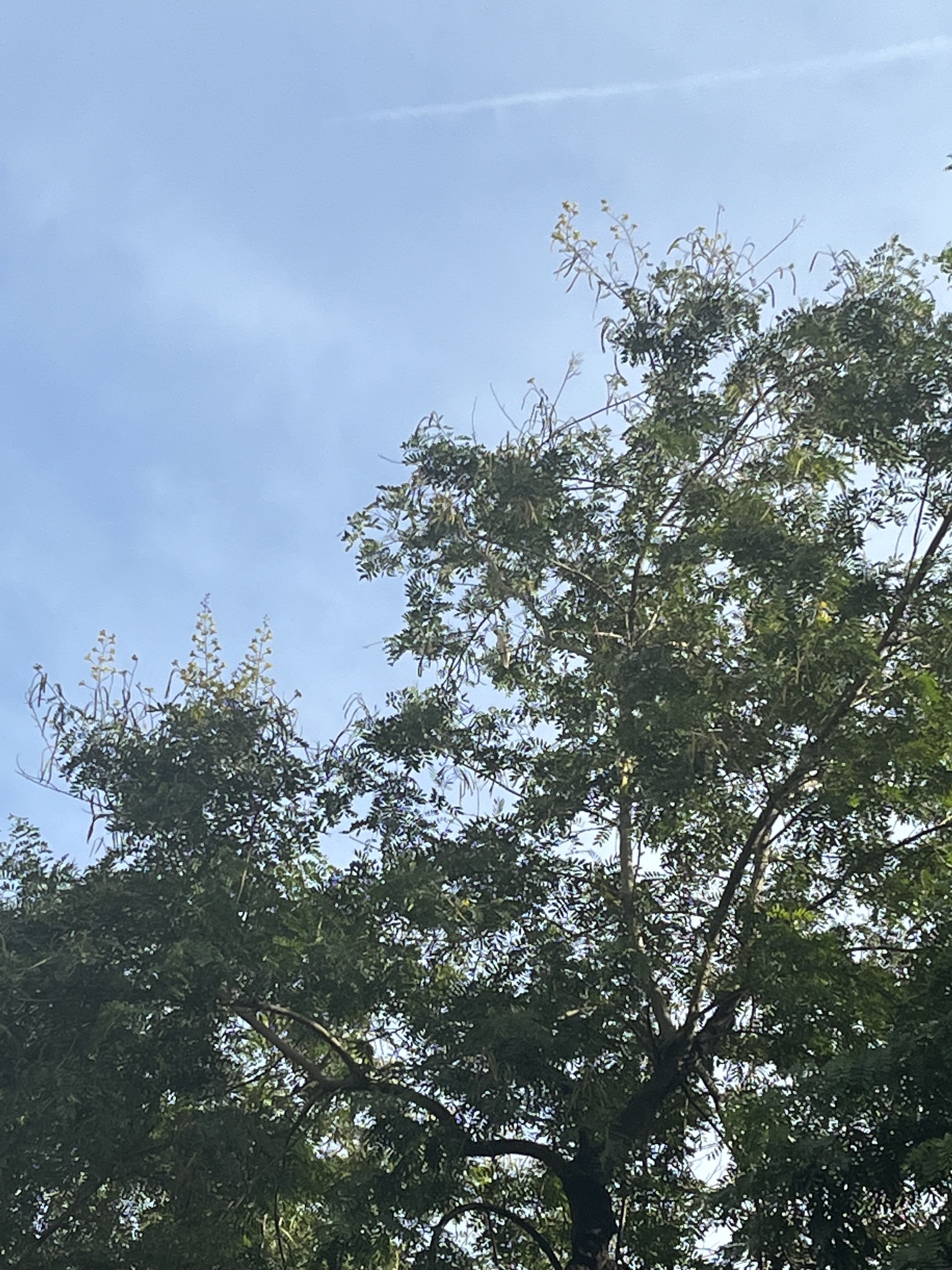 Yellow-crested Cockatoo