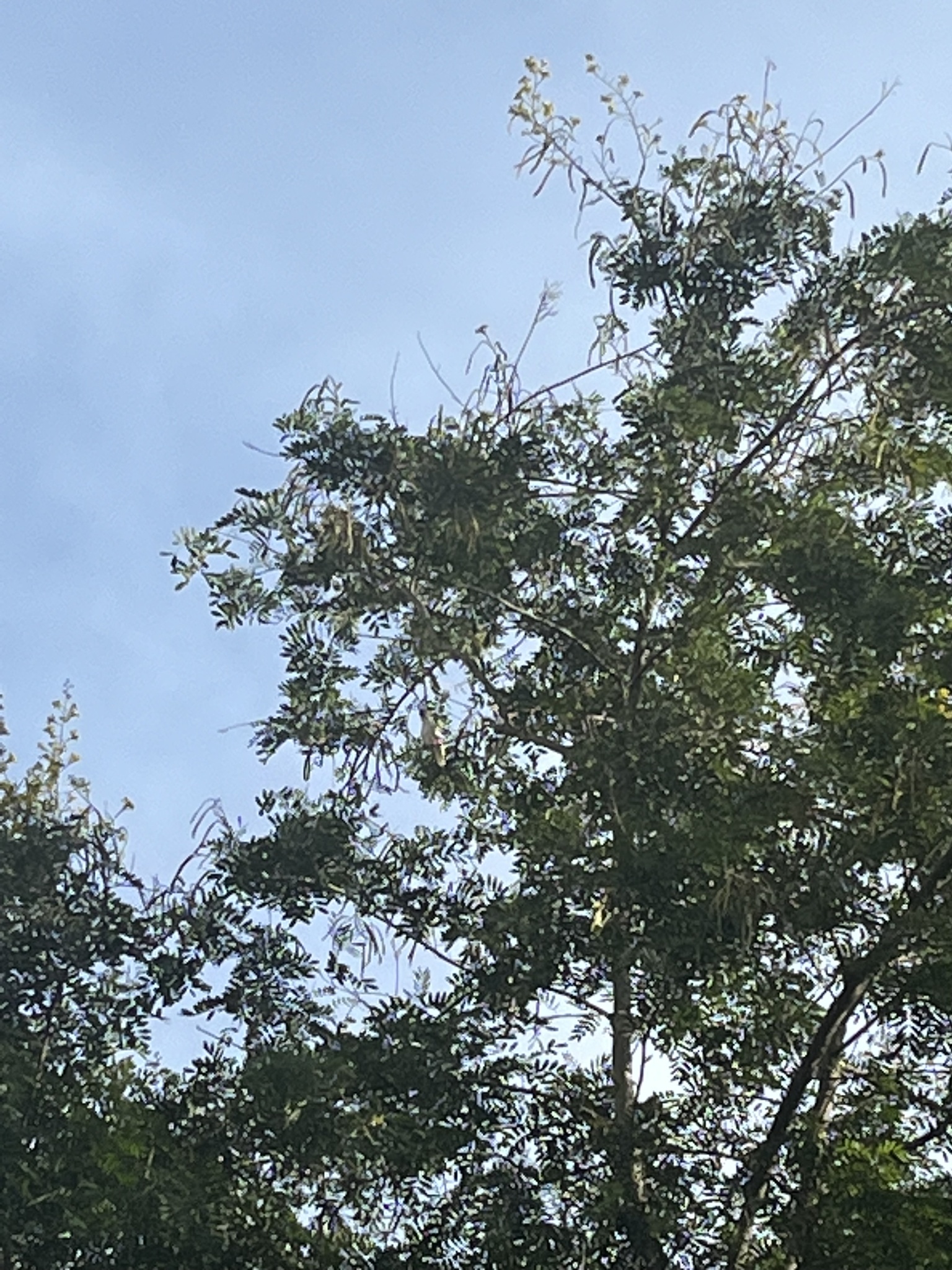 Yellow-crested Cockatoo